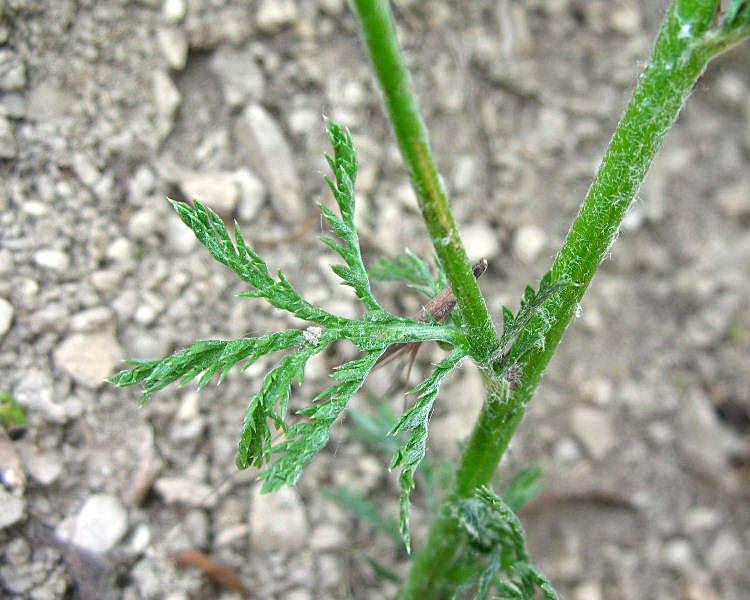 Cota tinctoria / Camomilla per tintori